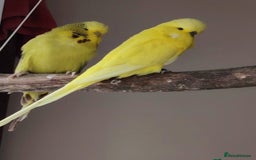 Cockatiels birds for sale: Tamed exhibation rare colour budgies - Advert 2