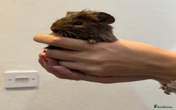 Guinea Pig rodents for sale: Baby guinea pigs for sale - Image 17