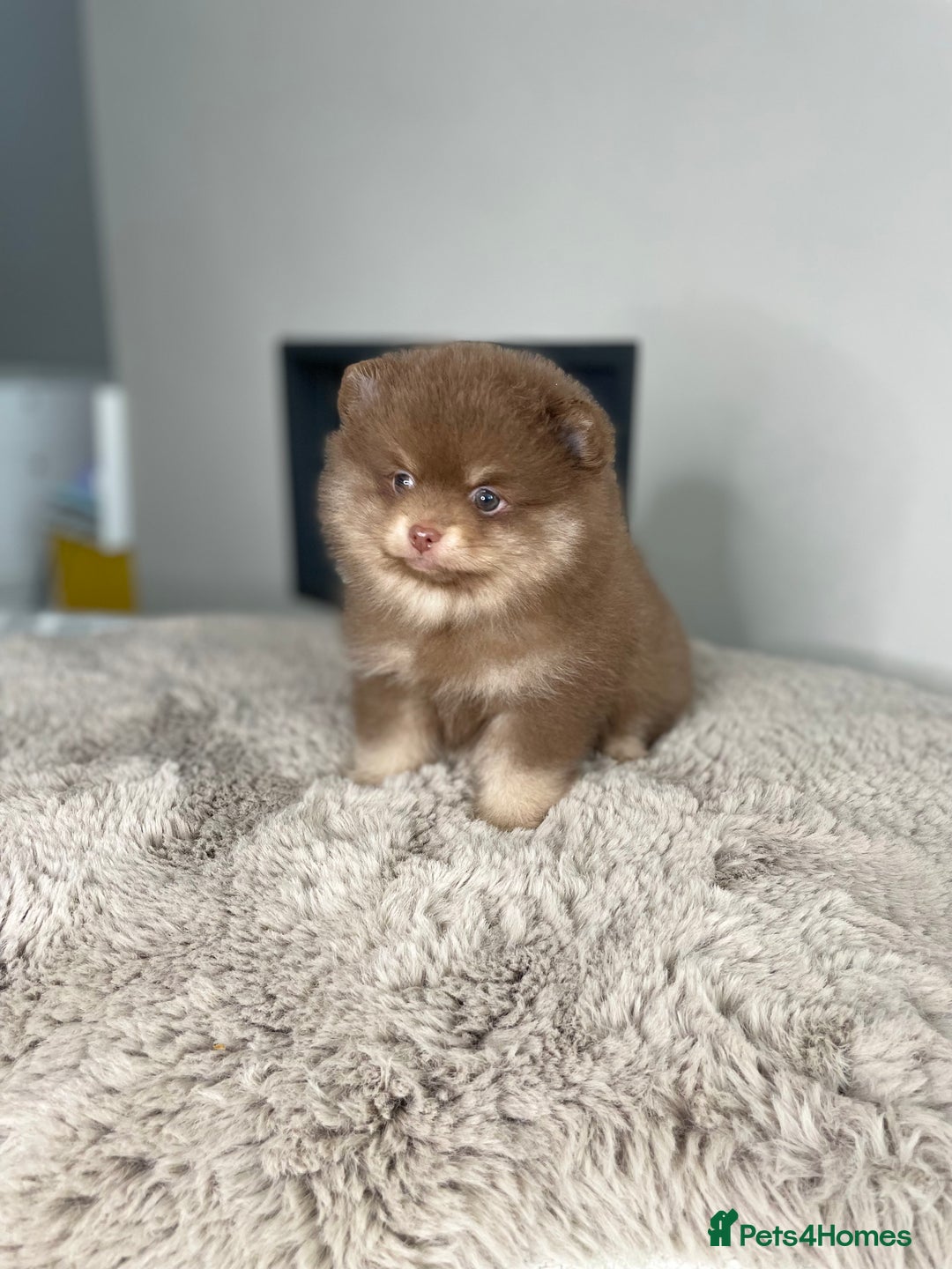 Pomeranian dogs for stud: 💜🧡Lilac & tan KC stud Benji champions in line  in Guildford - Image 35