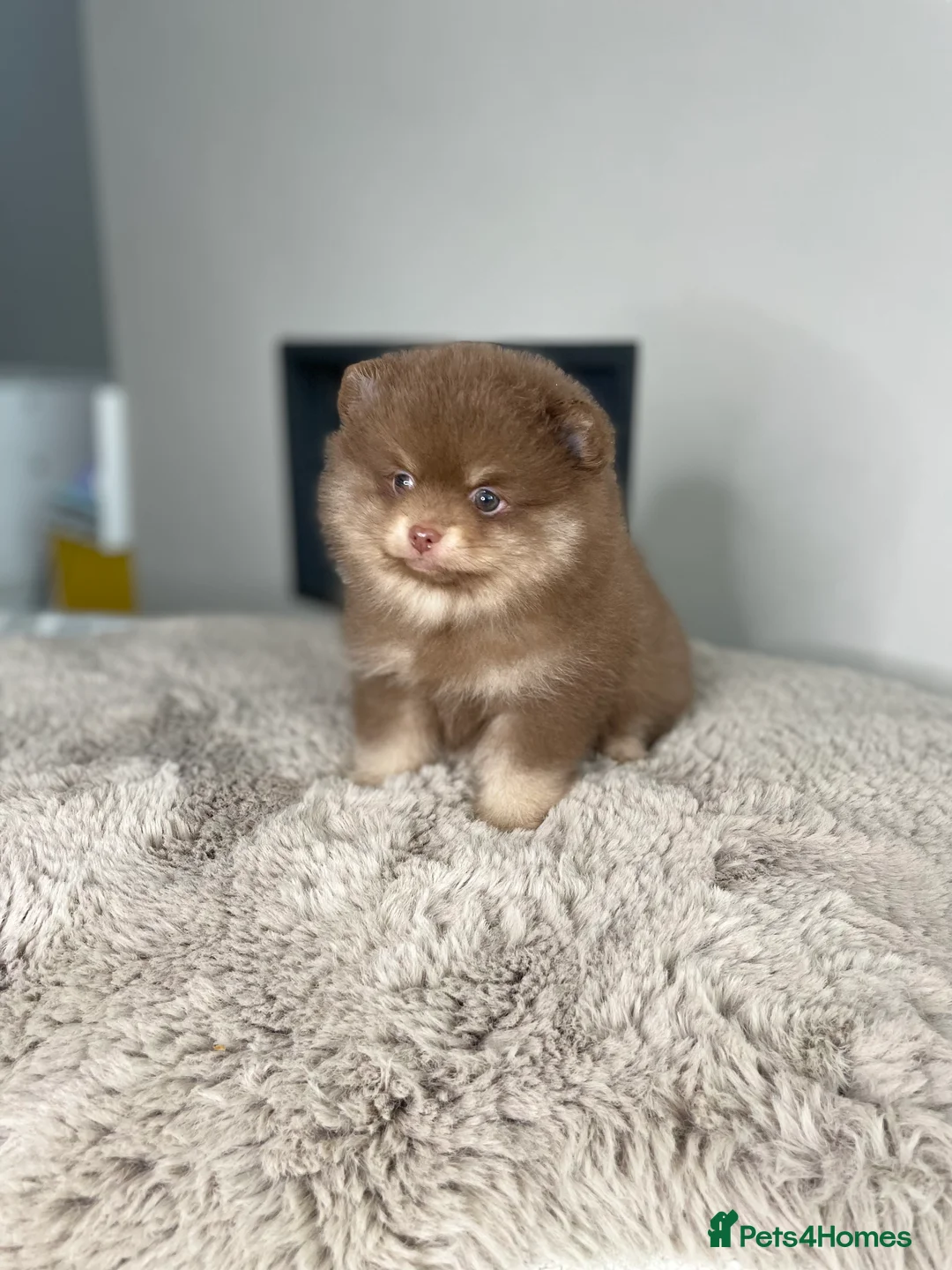 Pomeranian dogs for stud: 💜🧡Lilac & tan KC stud Benji champions in line  in Guildford - Advert 35