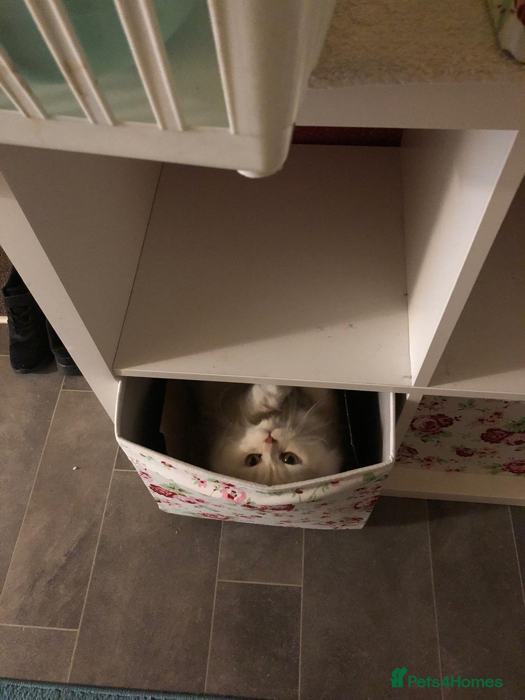 Persian cats for stud: Macaroni - Advert 4