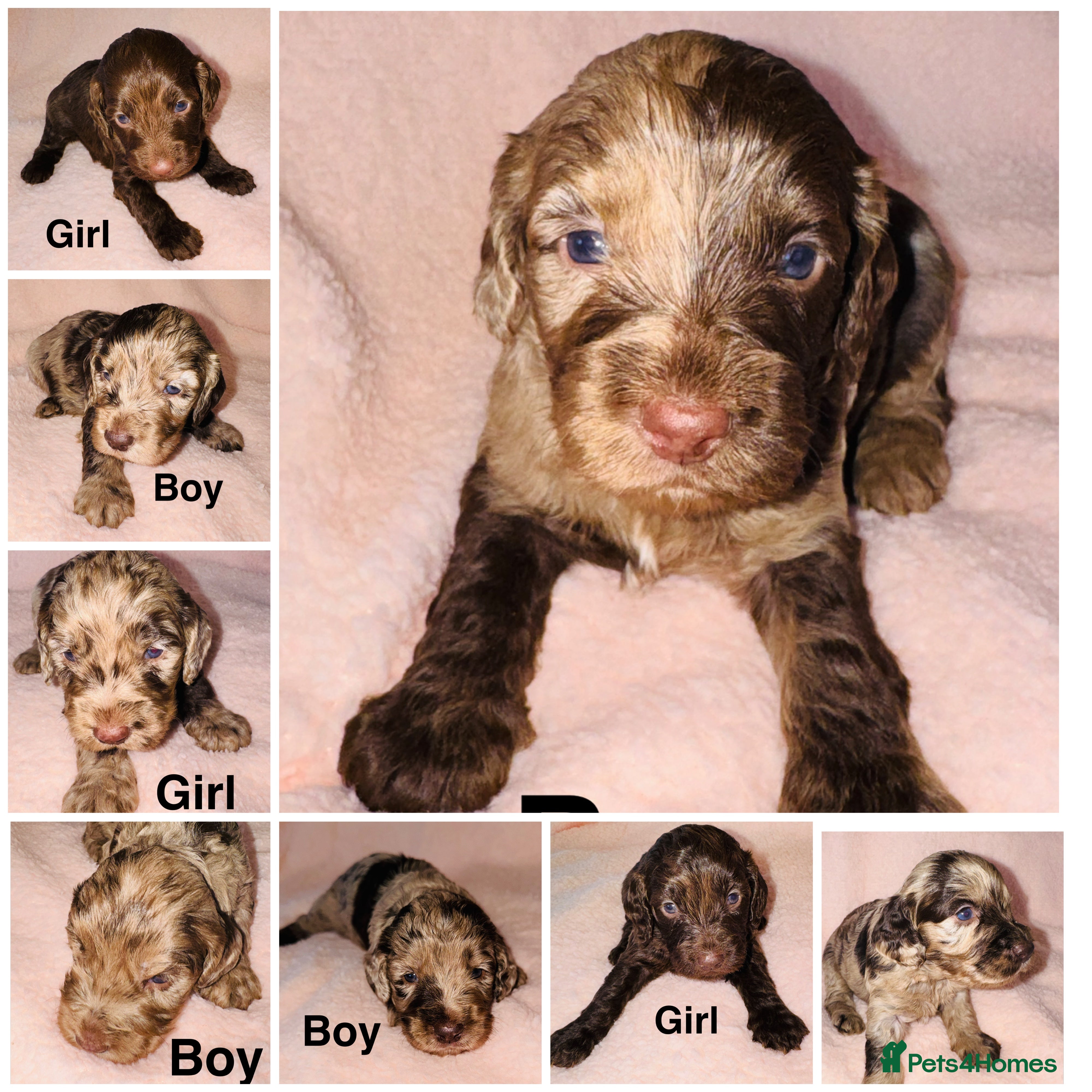 Cockapoo dogs ❤️DNA Tested F1 Rare Merle Cockapoos,Ready 4th Feb - Advert 11