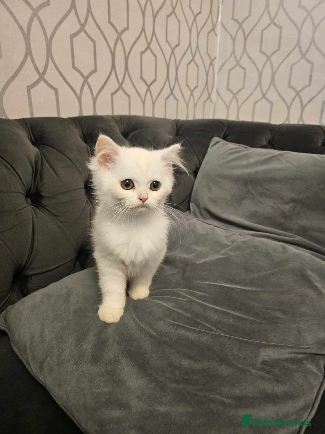 Persian cats for sale: Persian kitten - Advert 1