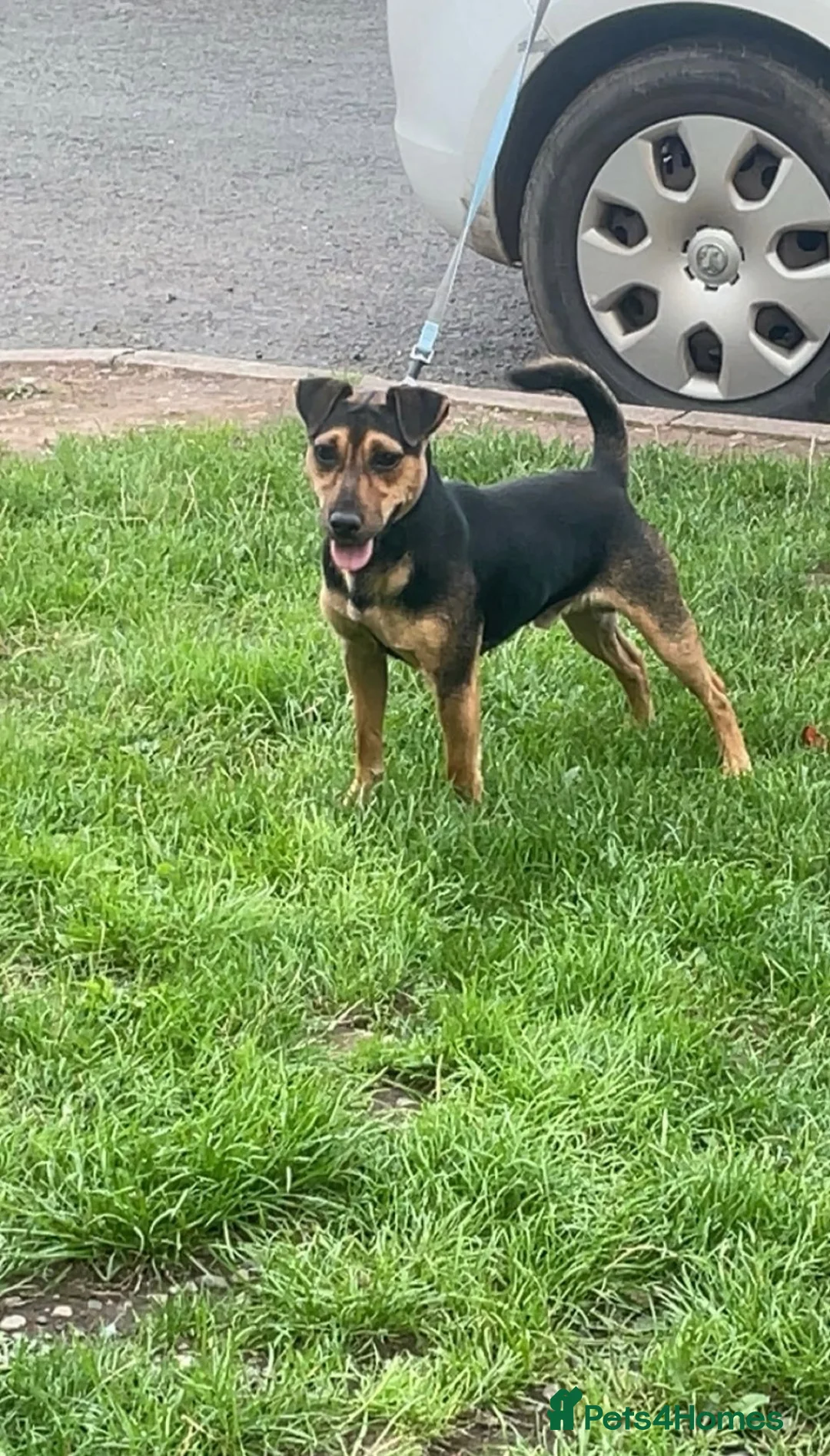 Jack Russell dogs for sale: Jack russle cooper  in Worcester - Advert 1