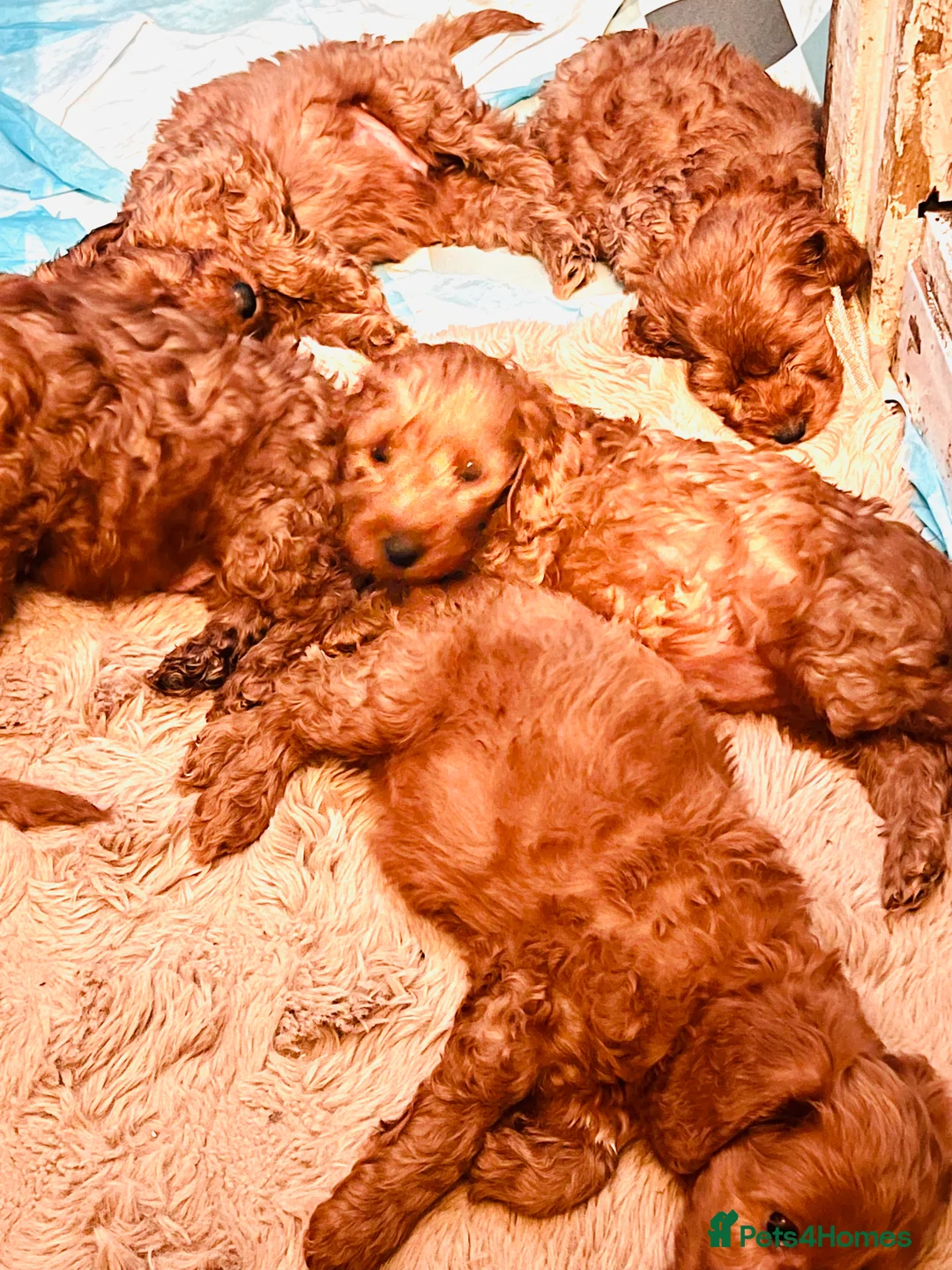 Cockapoo dogs for sale: Stunning 🐶 Cockapoo Puppies - Advert 15