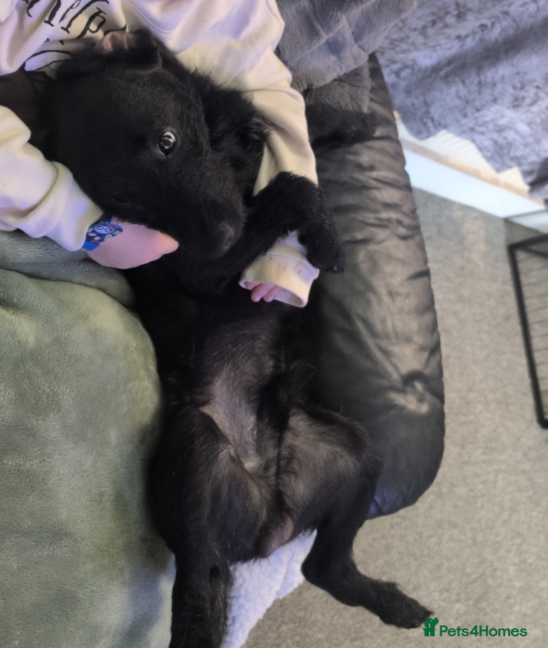 Patterdale Terrier dogs for sale: 2 bonded male Patterdales  - Advert 2