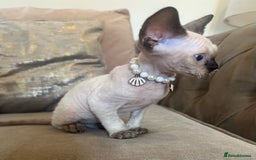 Devon Rex cats for sale: Two Adorable Devon Rex Kittens 💙🩷 - Image 2