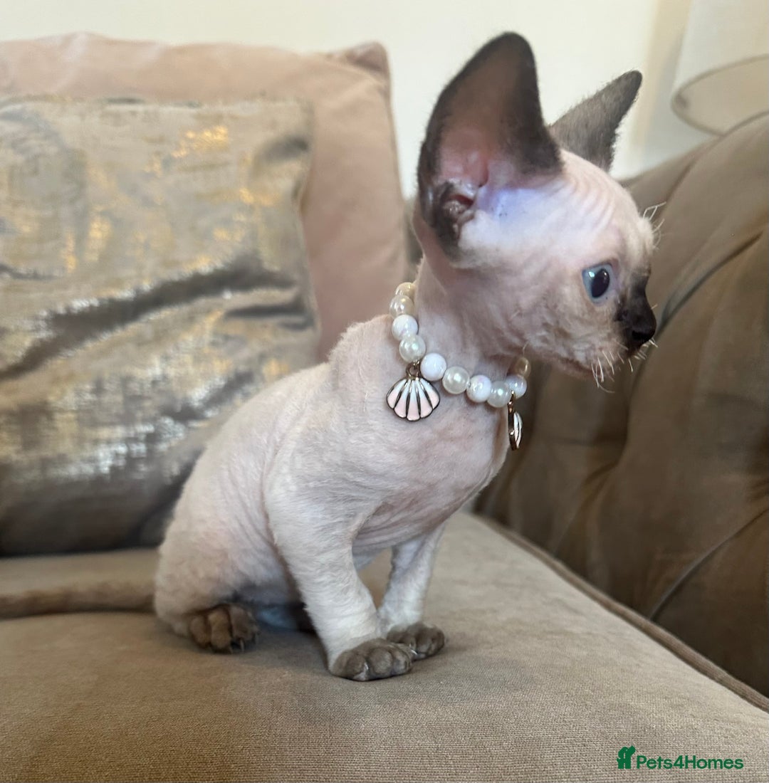 Devon Rex cats for sale: Two Adorable Devon Rex Kittens 💙🩷 - Image 2