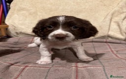 Sprocker dogs for sale: Sprocker Spaniel Puppies  - Image 3
