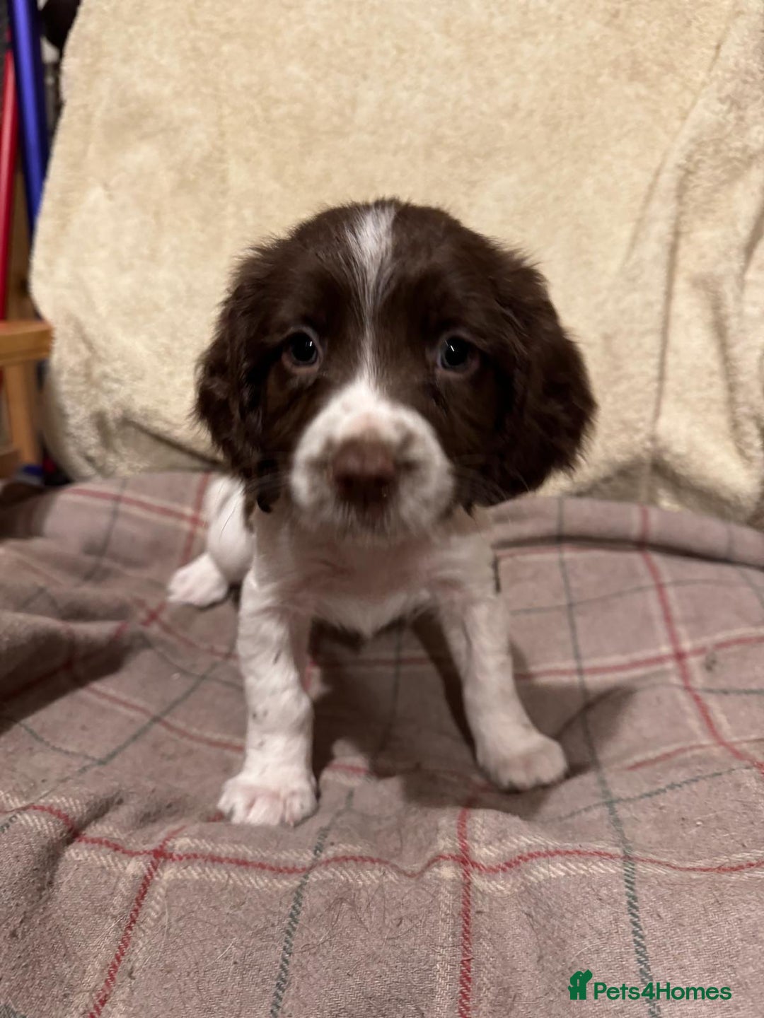 Sprocker dogs for sale: Sprocker Spaniel Puppies  - Image 3