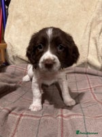 Sprocker dogs - Advert 2