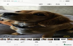 Cavapoo dogs for sale: Beautiful cavapoo Girl Ready to leave now - Image 3