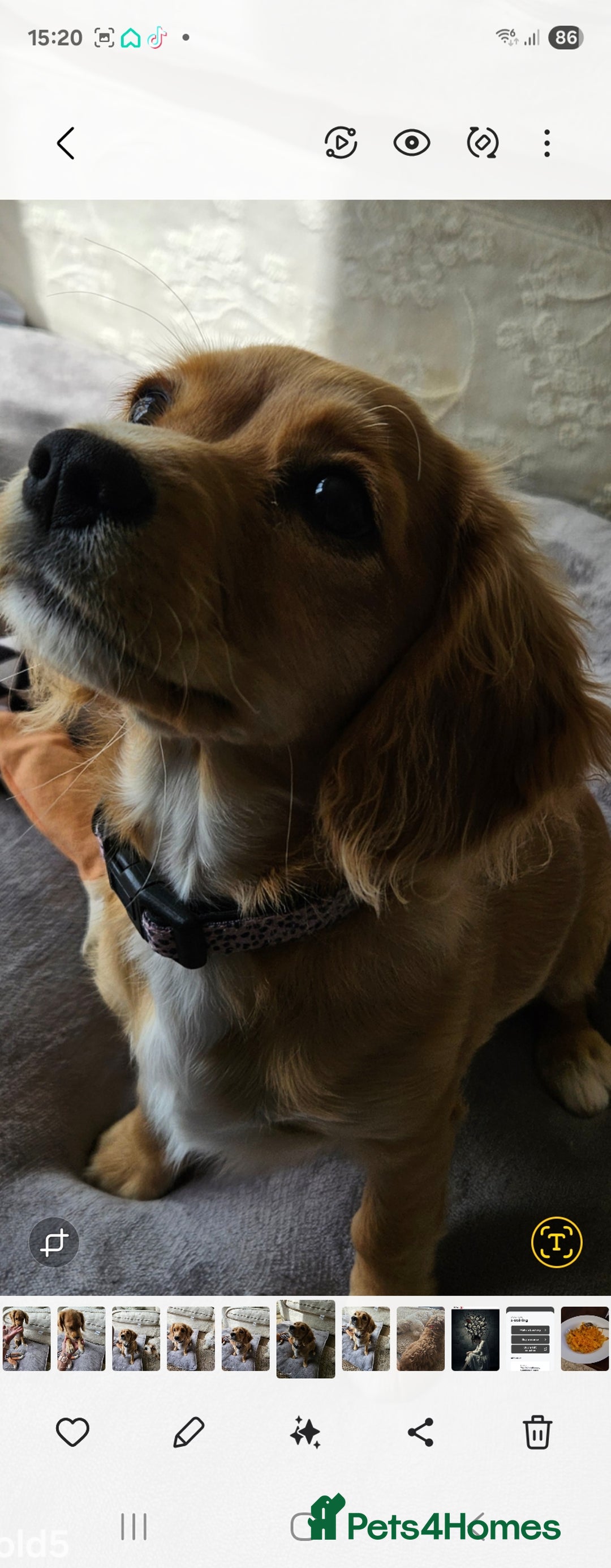 Cavapoo dogs for sale: Beautiful cavapoo Girl Ready to leave now - Image 3