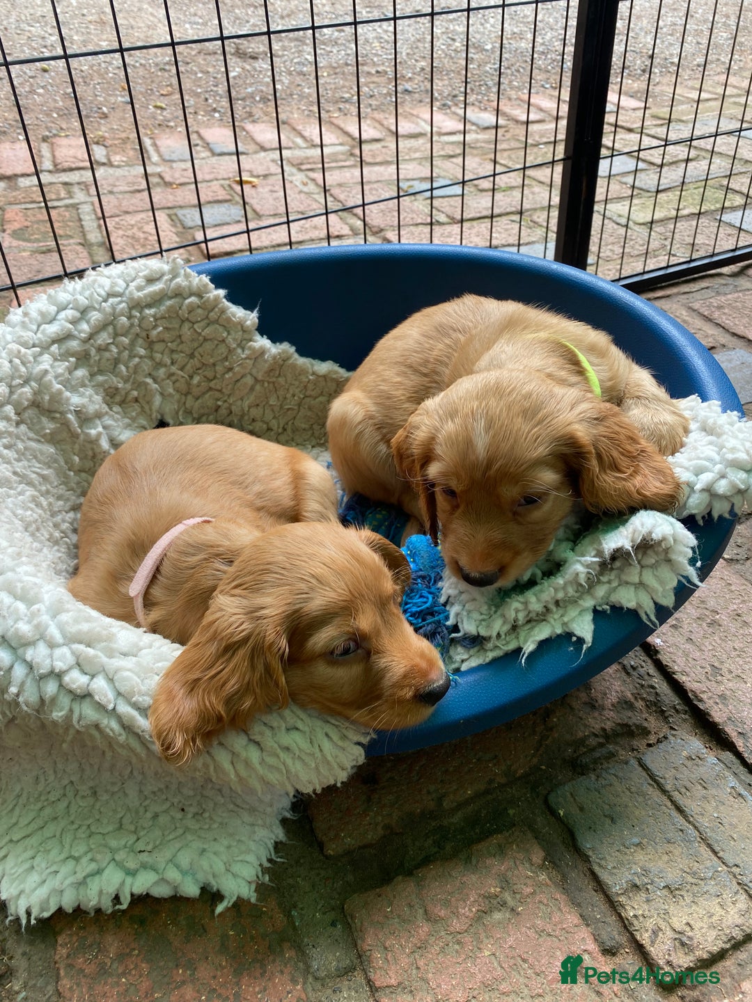 Cocker Spaniel dogs for sale: Stunning Top Working Cocker Spaniel Puppies - Image 12
