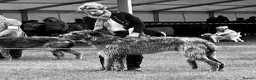 Deerhound dogs for stud: Pedigree Scottish Deerhound stud - Advert 7