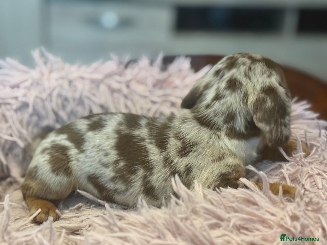 Miniature Dachshund dogs for sale: Adorable miniature dachshund  - Image 12