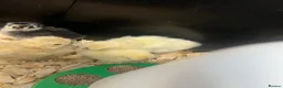 Chickens poultry for sale: Pekin & Silkie Bantam Chicks  - Advert 5