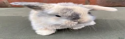 Mini Lop rabbits for sale: STUNNING PURE BRED MINI LOPS MUST SEE - Advert 26