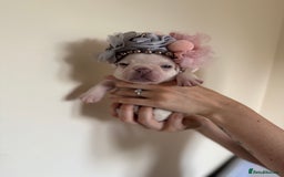 French Bulldog dogs for sale: Stunning platinum and lilac fawn boys and girls - Image 12