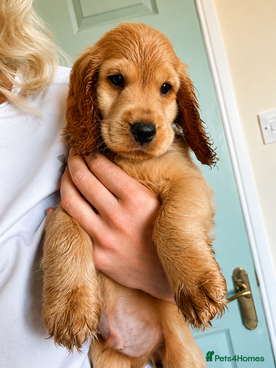 Cocker Spaniel dogs Final 2 KC Golden Show Cocker Spaniel Boy Puppies - Advert 2