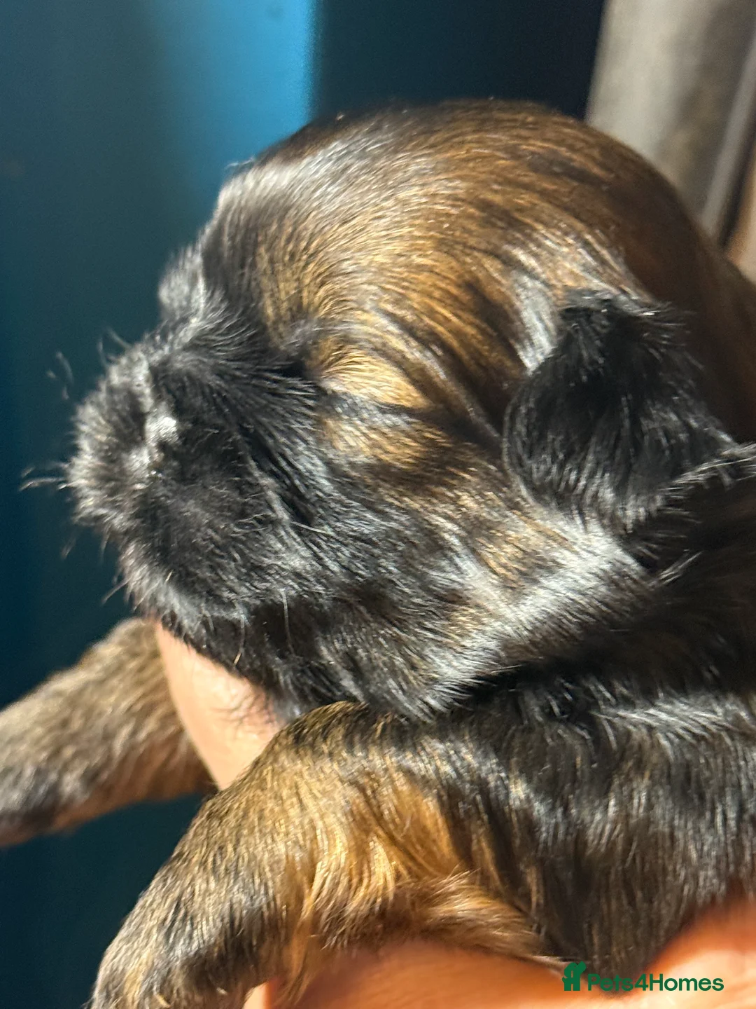 Shih Tzu dogs for sale: Shih Tzus  - Advert 1