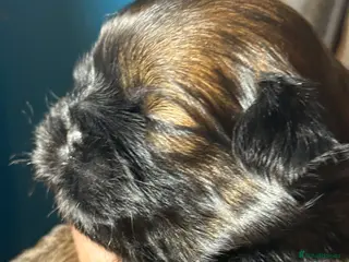 Shih Tzu dogs Shih Tzus - Advert 12