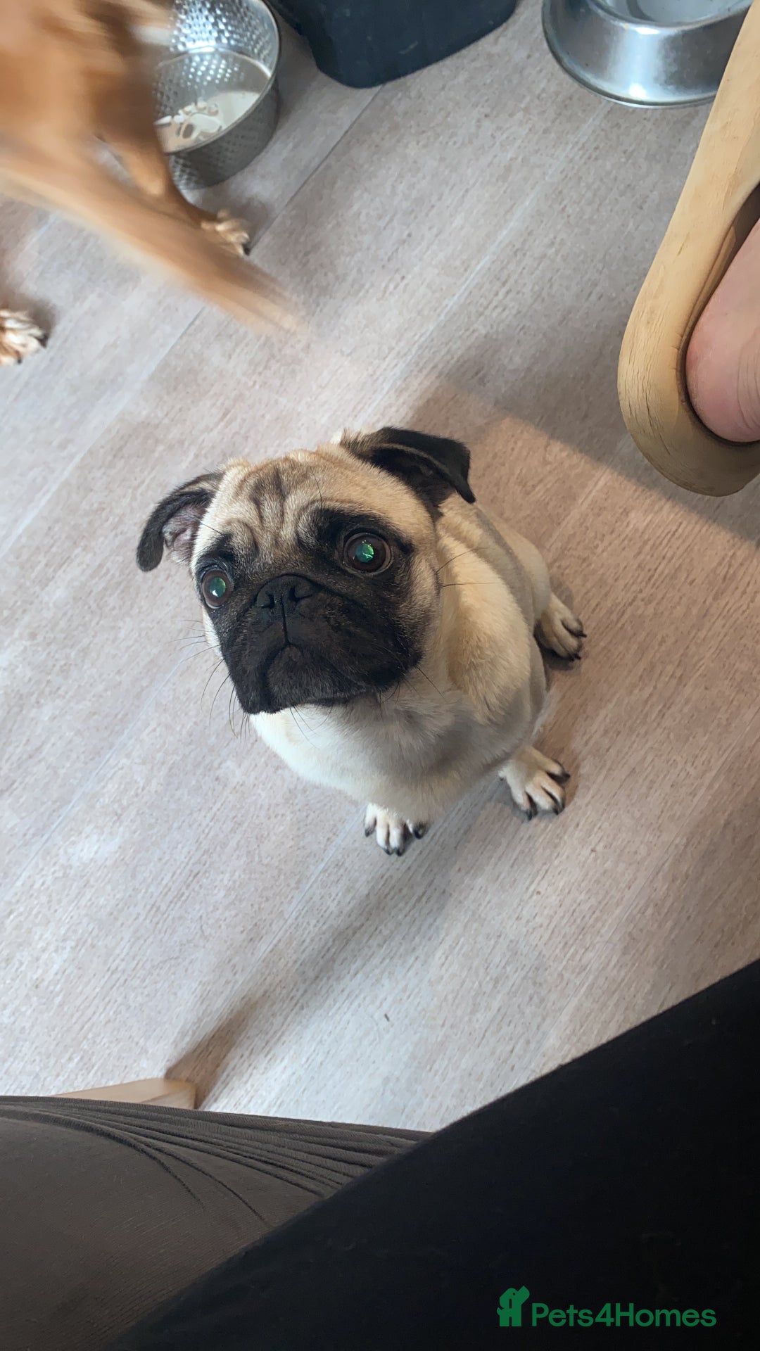 Pug dogs for sale: 💓 PUG BABIES 💓  - Advert 14