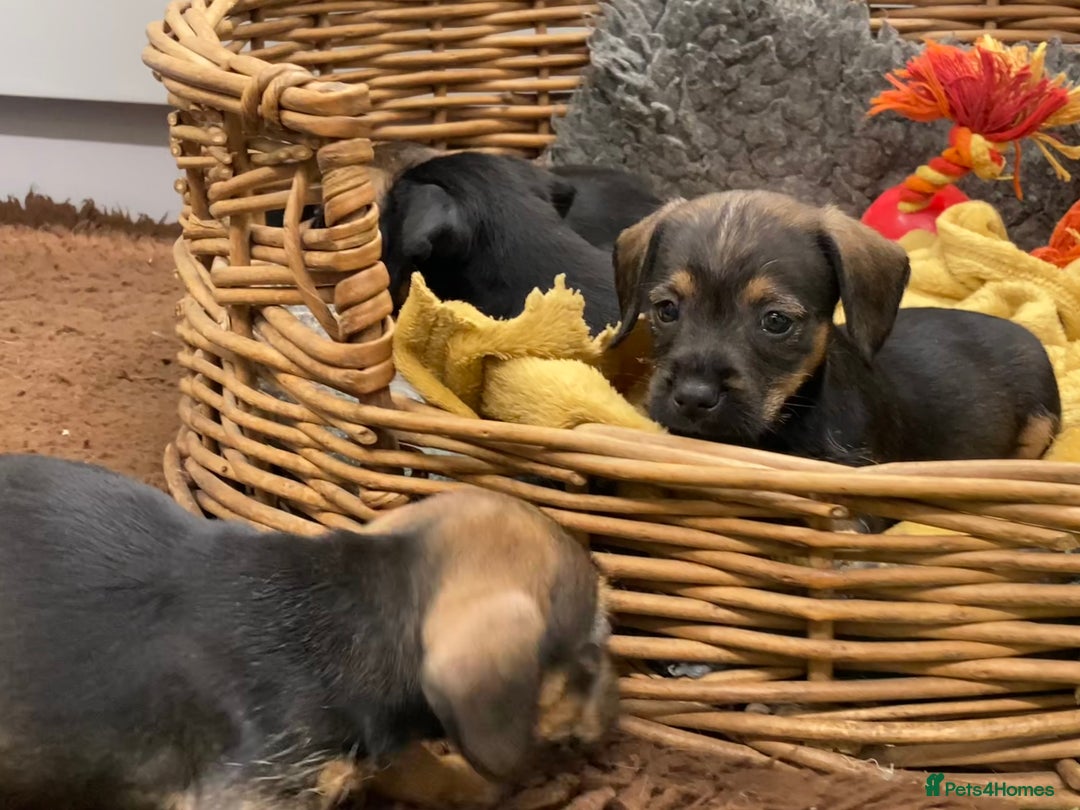 Mixed Breed dogs for sale: Border Terrier cross puppies  - Image 12