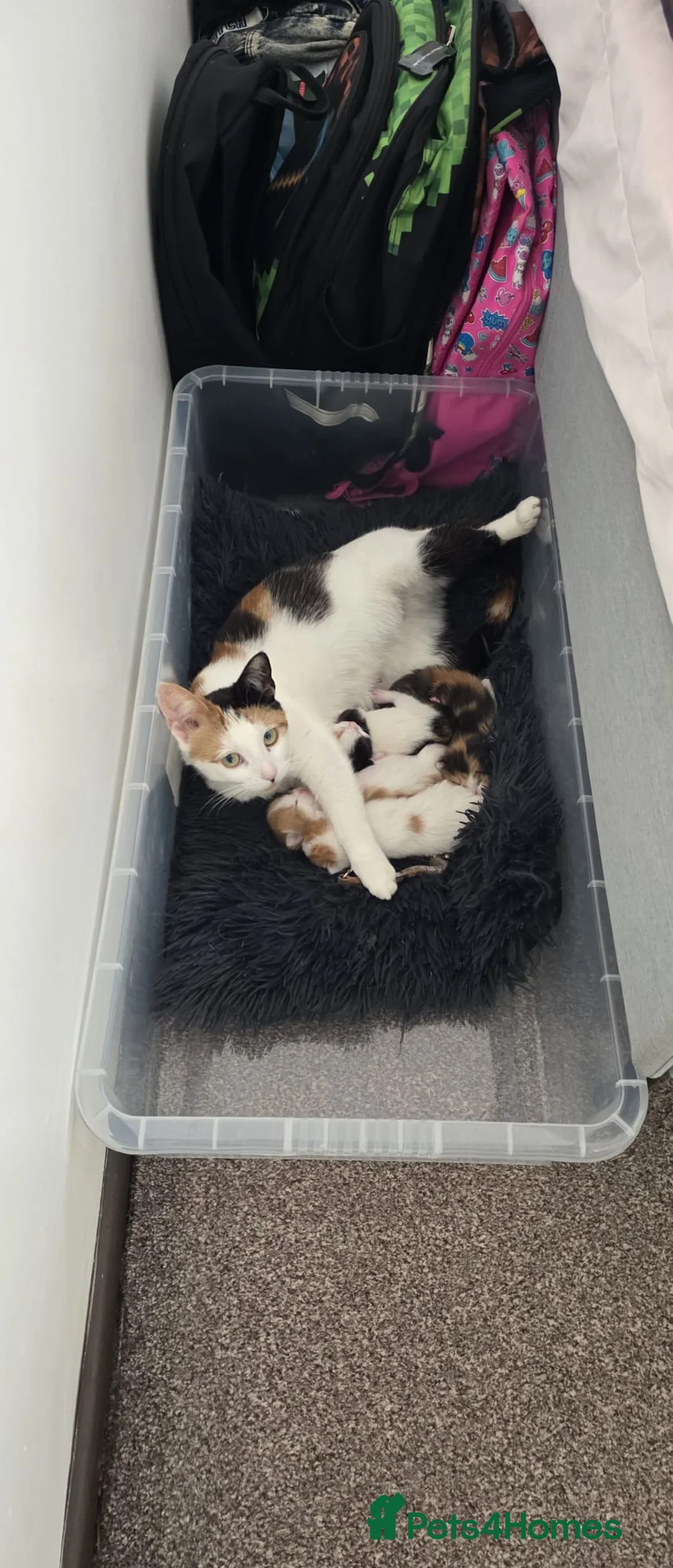 Mixed Breed cats for sale: Little kittens - Advert 4
