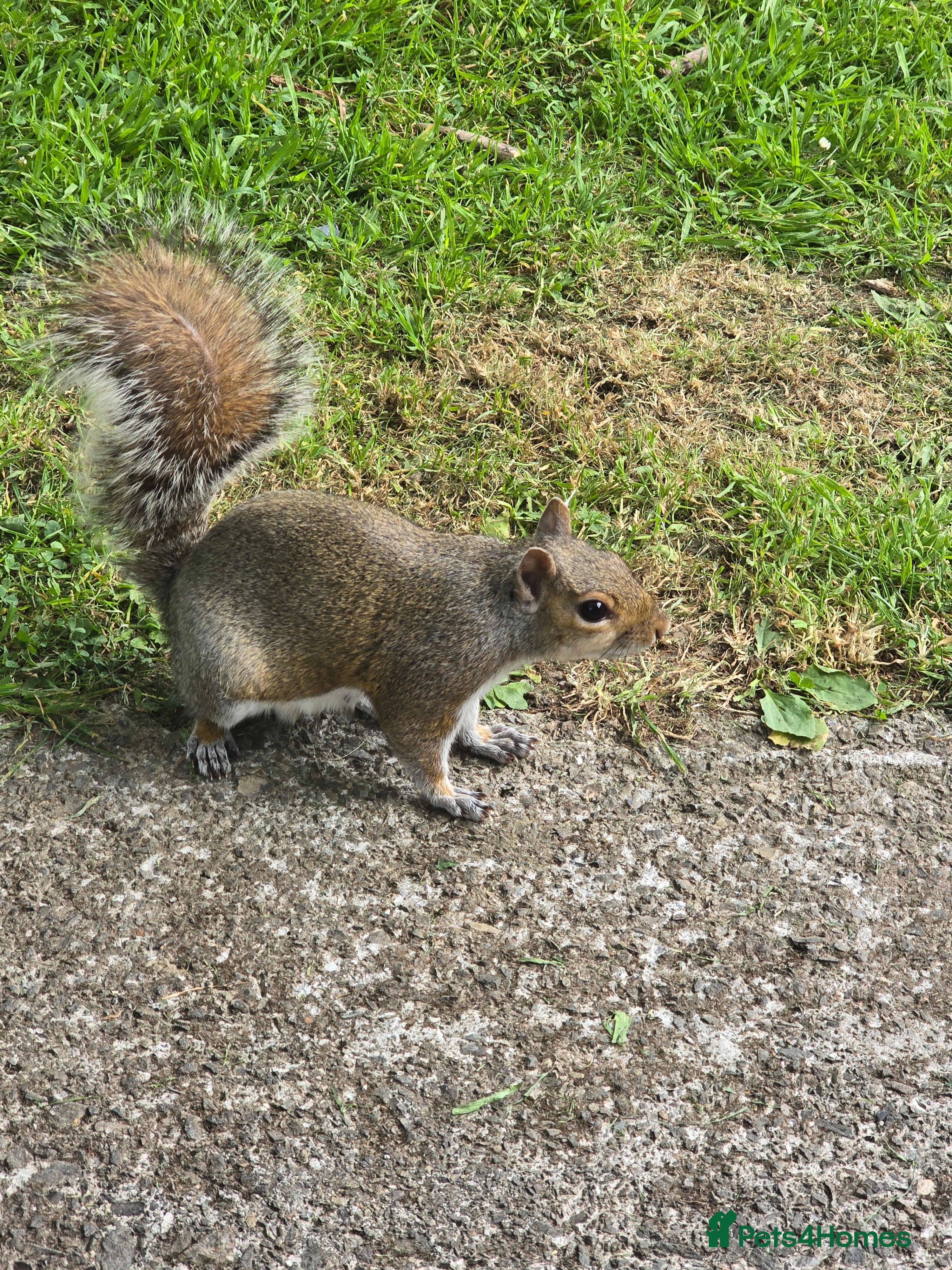 Dobermann dogs DOBERMANN STUD  - Advert 8