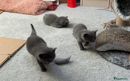 Russian Blue cats for sale: ***Beautiful Russian Blue Kittens*** - Image 5