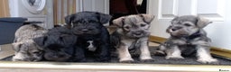Miniature Schnauzer dogs for sale: All pups sold. Thank you - Advert 2