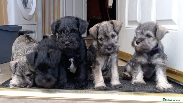 Miniature Schnauzer dogs - Advert 7