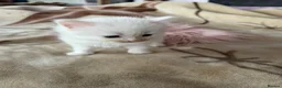 Mixed Breed cats for sale: Adorable fluffy kittens looking for loving family - Advert 7
