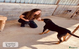 Mixed Breed dogs for adoption: Gambit, 5 yrs approx. Available for adoption. - Image 7