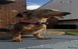 Miniature Dachshund dogs for sale: Mabel the miniature dachshund - Image 2