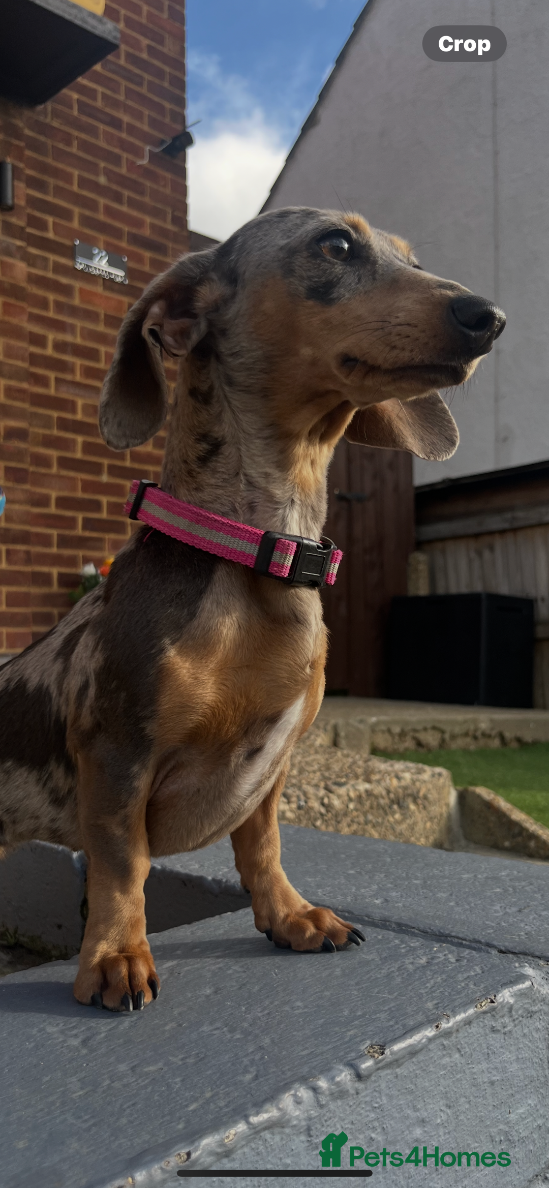 Miniature Dachshund dogs for sale: Mabel the miniature dachshund - Image 2