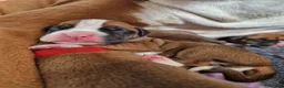 Boxer dogs for sale: Beautiful Pedigree Boxer Puppies - Advert 3