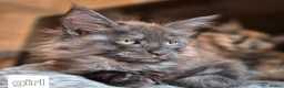 Maine Coon cats for sale: Mein con  - Advert 8