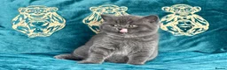 British Shorthair cats for sale: BSH🇬🇧👑🇬🇧💙British Shorthair😻💙 Gccf chunky  - Advert 12