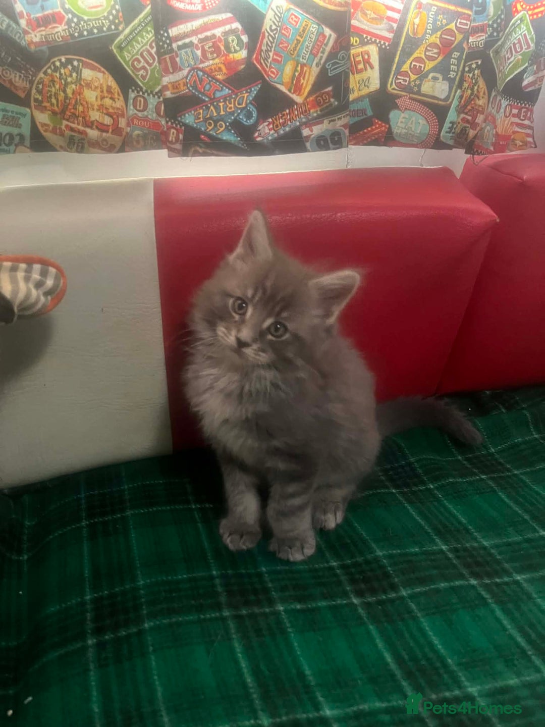 Maine Coon cats for sale: Maine coon kittens  - Advert 13