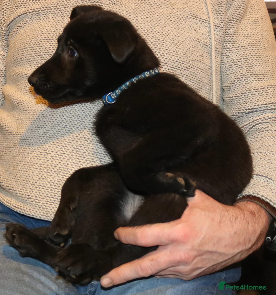 German Shepherd dogs for sale: German Shephepherd puppies for sale - Advert 11