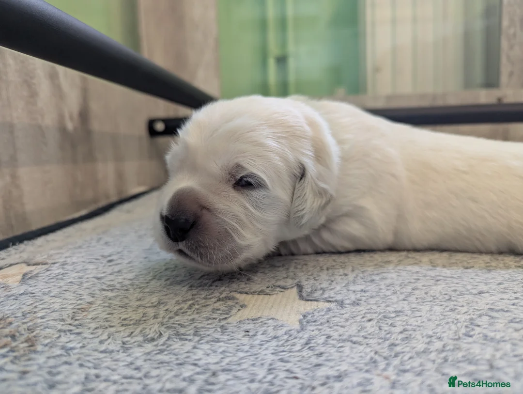 Golden Retriever dogs for sale: 🐾6  Golden Retriever Puppies! 🐾 - Advert 17