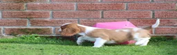 Cavalier King Charles Spaniel dogs for sale: Beautiful Cavalier King Charles Spaniel puppies - Advert 13