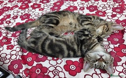 Scottish Fold cats for sale: 2 Playful Scottish Fold Cross Kittens – Ready Now - Image 11
