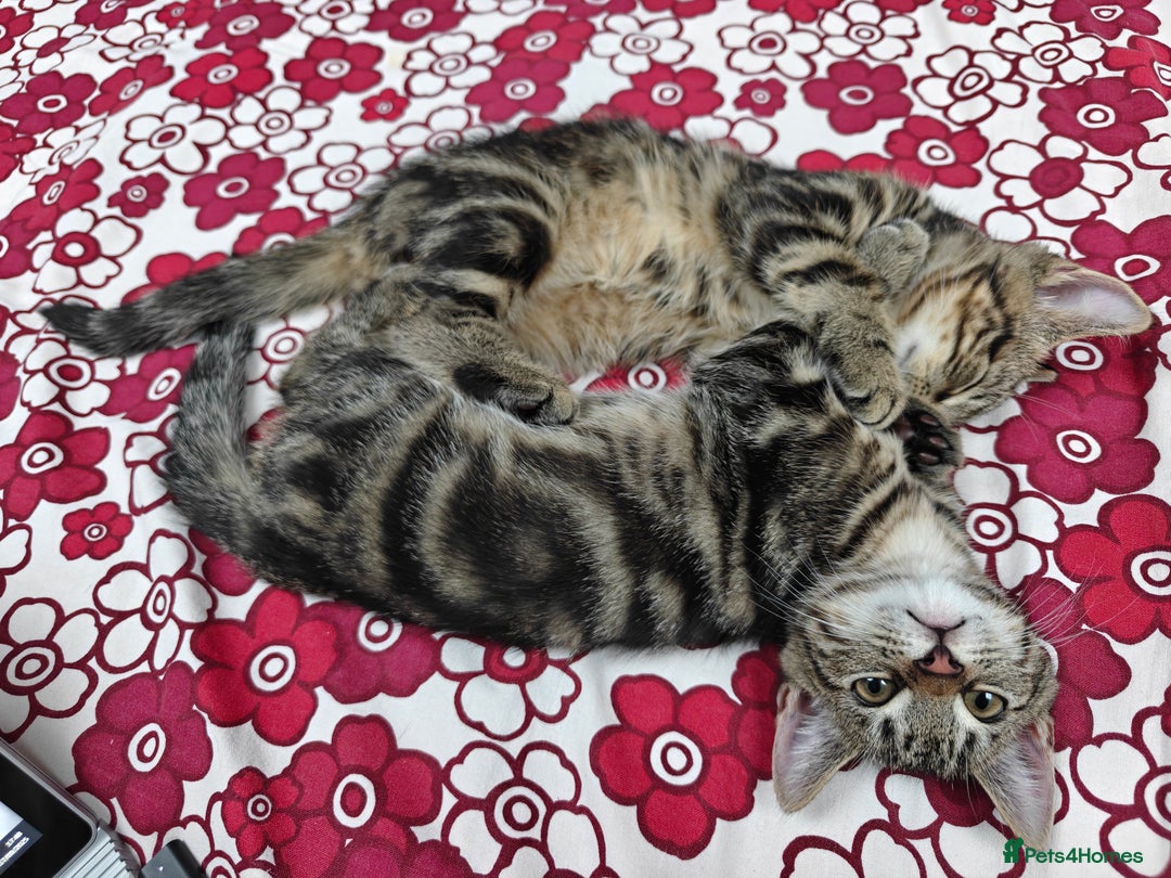 Scottish Fold cats for sale: 2 Playful Scottish Fold Cross Kittens – Ready Now - Image 11