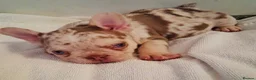 French Bulldog dogs for sale: Two beautiful female French Bulldog puppies in London - Advert 5
