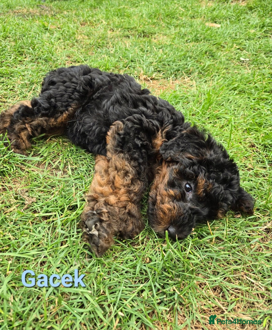 Mixed Breed dogs for sale: Fox Terrier × Australian Labradoodle Pups Sale - Image 13