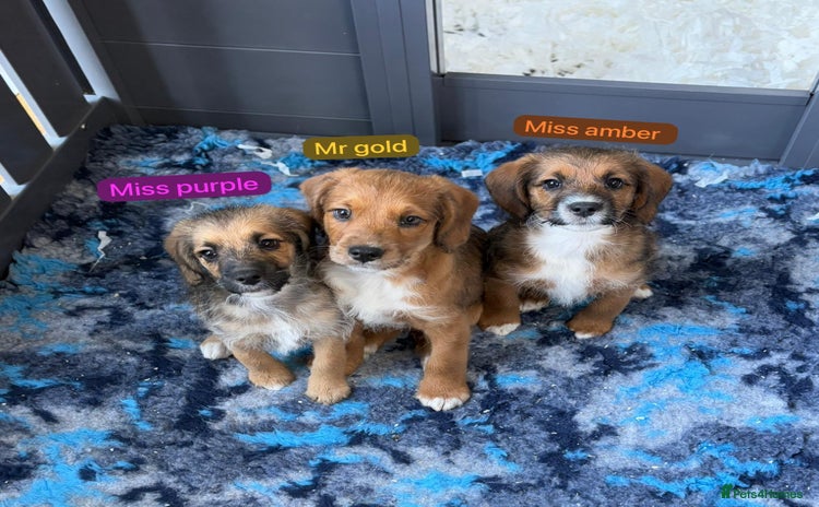 Mixed Breed dogs - Advert 1