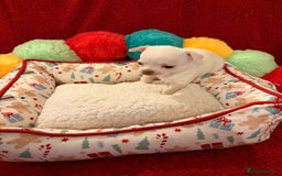 Chihuahua dogs for sale: Tiny apple head chihuahuas - Image 39